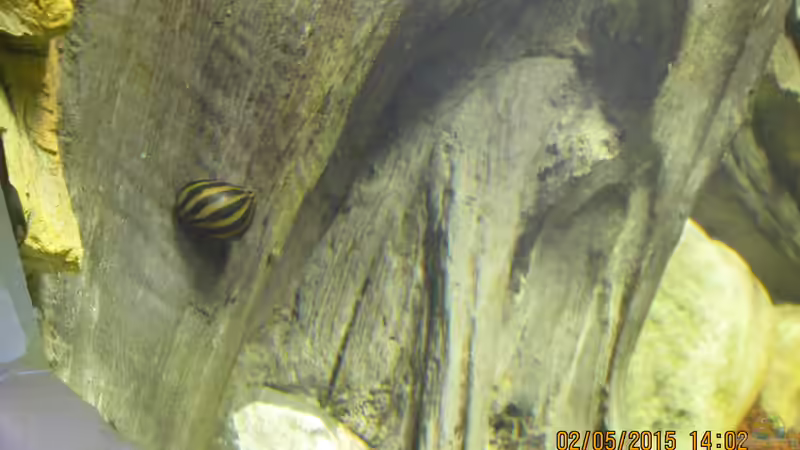 Zebrarennschnecke von Christian Grunwald (33)