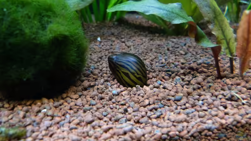 Zebrarennschnecke von Dieter (81)