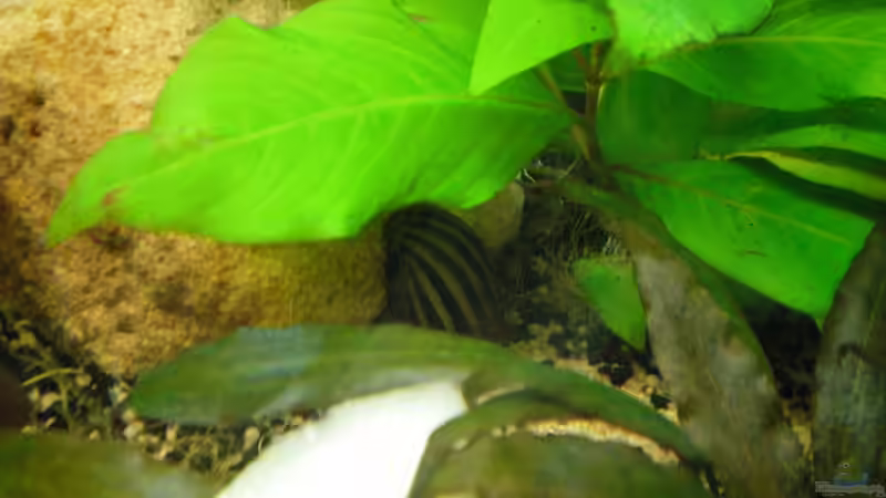 Zebrarennschnecke von Falk Bellmann (44)