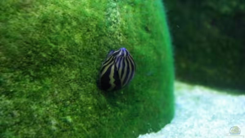 Zebrarennschnecke von jankov (22)