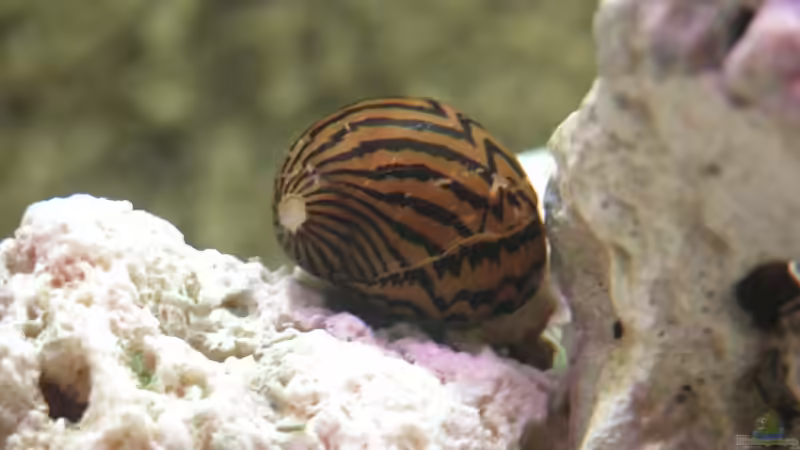 Zebrarennschnecke von Jürgen Langer (18)