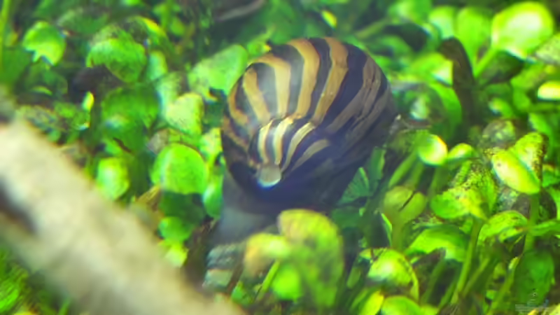 Zebrarennschnecke von Koelle-Zoo (17)