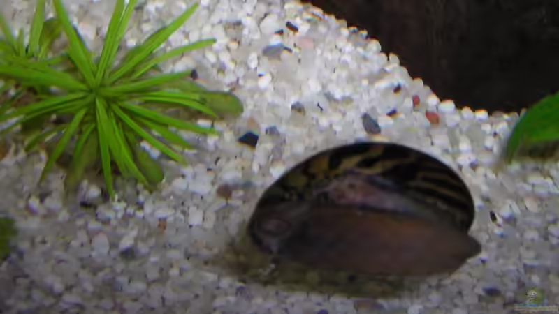 Zebrarennschnecke von Ronny Meyer (15)