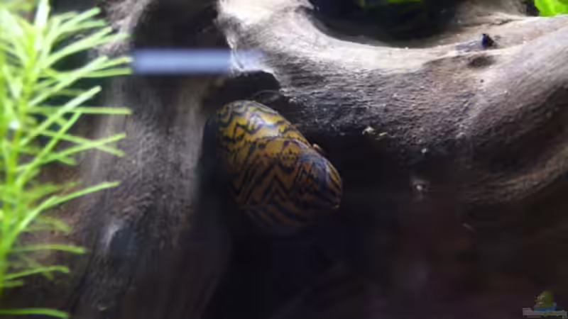zebrarennschnecke von Sunnyboy_72 (16)