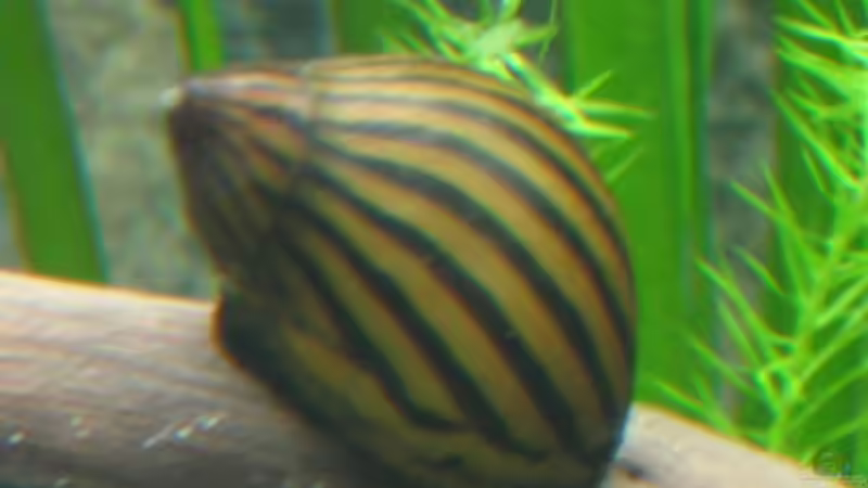 Zebrarennschnecke von Thorsten Makoschey (16)