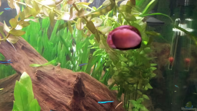 Einrichtungsbeispiele für Aquarien mit Zebra Rennschnecken (Neritina natalensis)
