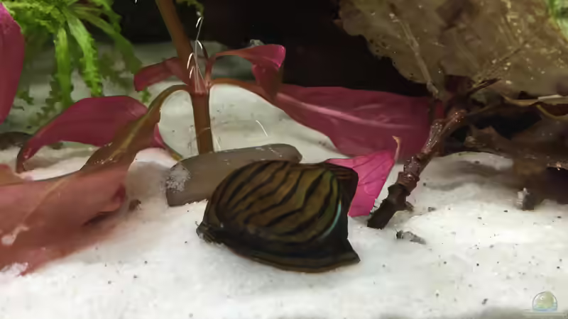Einrichtungsbeispiele für Aquarien mit Zebra Rennschnecken (Neritina natalensis)