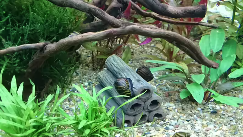 Einrichtungsbeispiele für Aquarien mit Zebra Rennschnecken (Neritina natalensis)