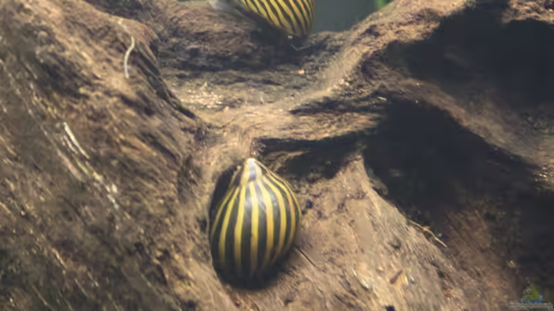 Zebrarennschnecken von urml87 (37)