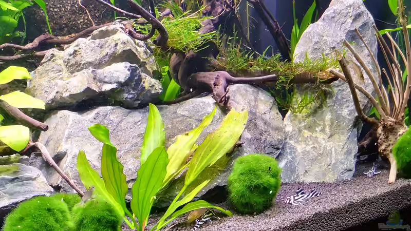 Zebras von Mark H. (47)