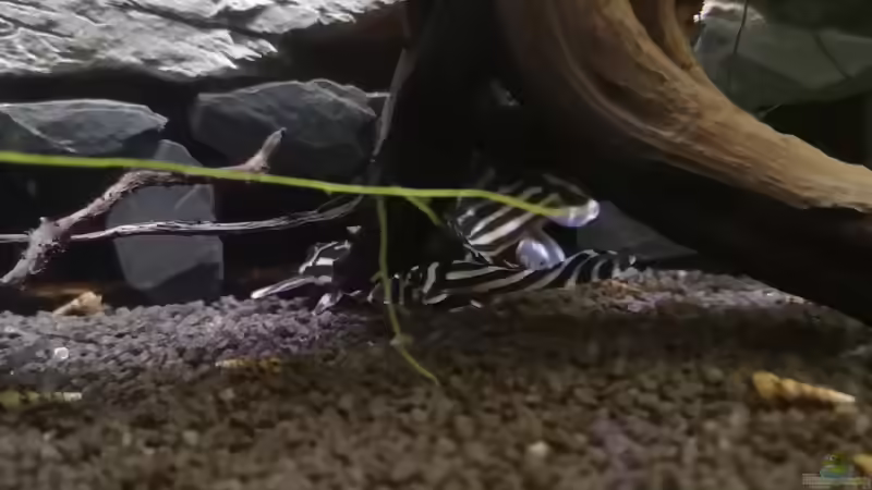 Zebras von Mark H. (49)