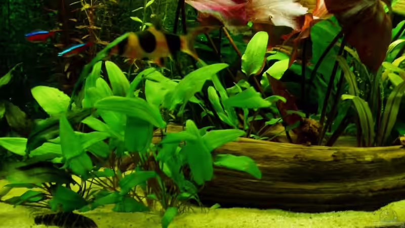 Zebraschmerle, Prachtschmerle von Funky (20)