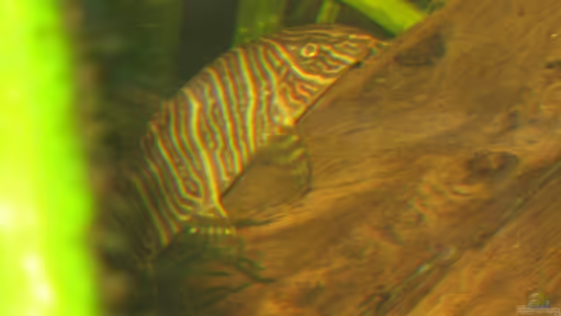 Zebraschmerle auf Wurzel von malawigome (20)