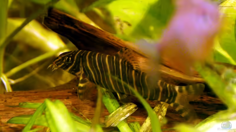 Botia striata im Aquarium halten (Einrichtungsbeispiele mit Zebra-Prachtschmerle)