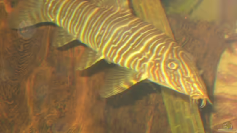 Zebraschmerle von malawigome (21)