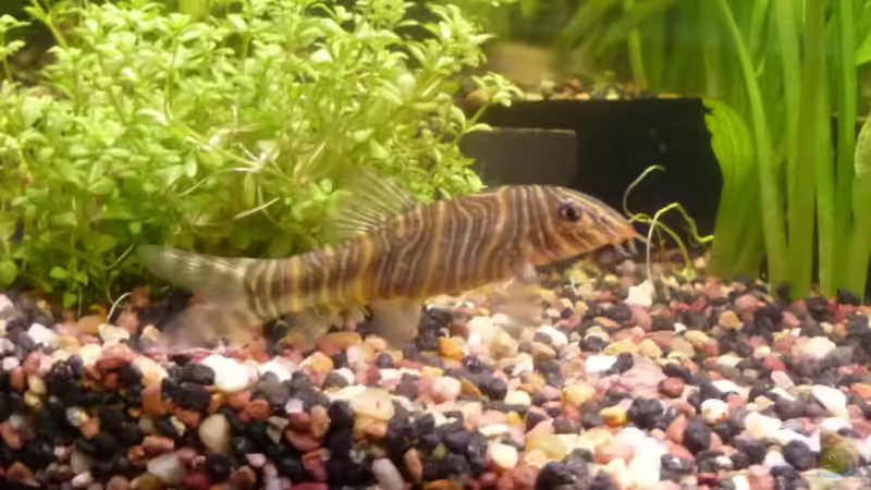 Zebraschmerle von Mr.Zogs (13)