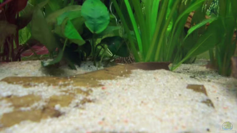 Zebraschmerle von Stefan (22)