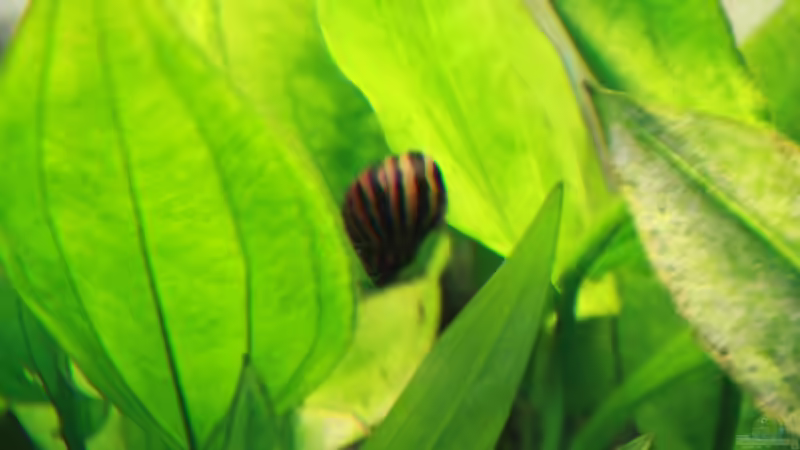 Zebraschnecke von tomsabi (7)