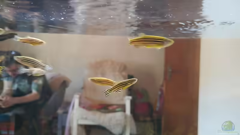 Zebraschwarm von Juno (20)