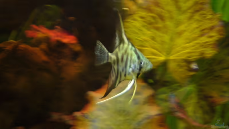 Zebraskalare von Kim (10)