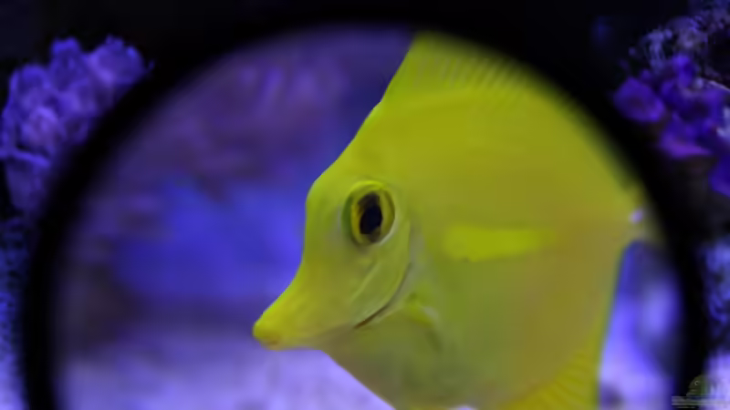 Zebrasoma durch Lupe von Johannes 88 (19)