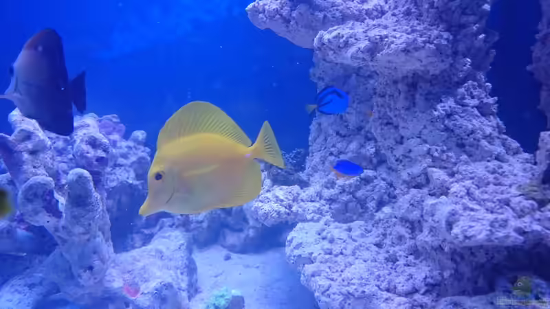 Zebrasoma flavescens - Hawaii Doktor und Zebrasoma scopas - Brauner Segelflossen Doktor von ~Elena~ (22)
