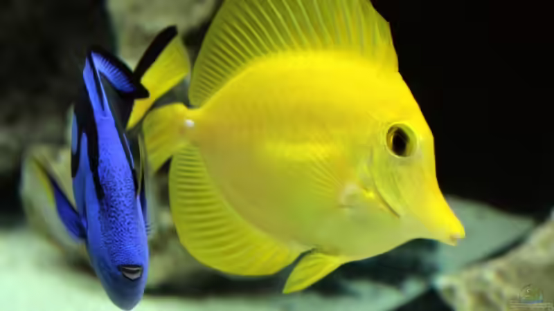 Aquarien mit Zebrasoma flavescens (Hawaii Doktorfisch)