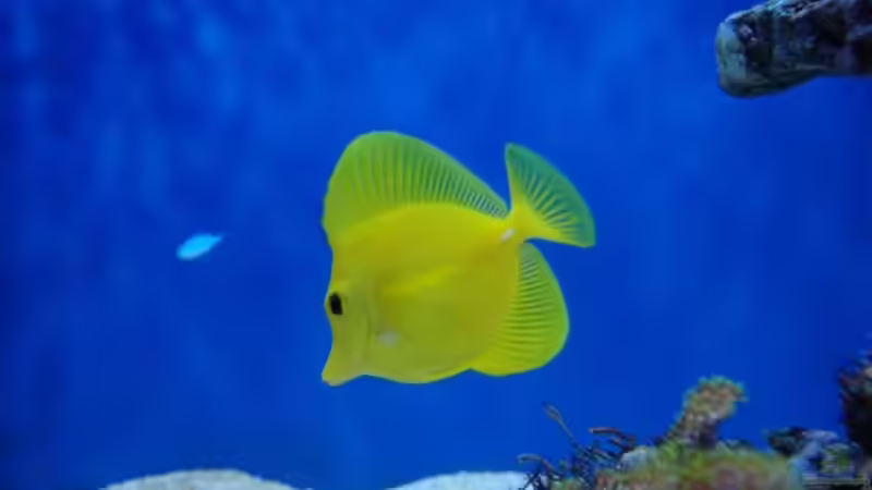 Aquarien mit Zebrasoma flavescens (Hawaii Doktorfisch)