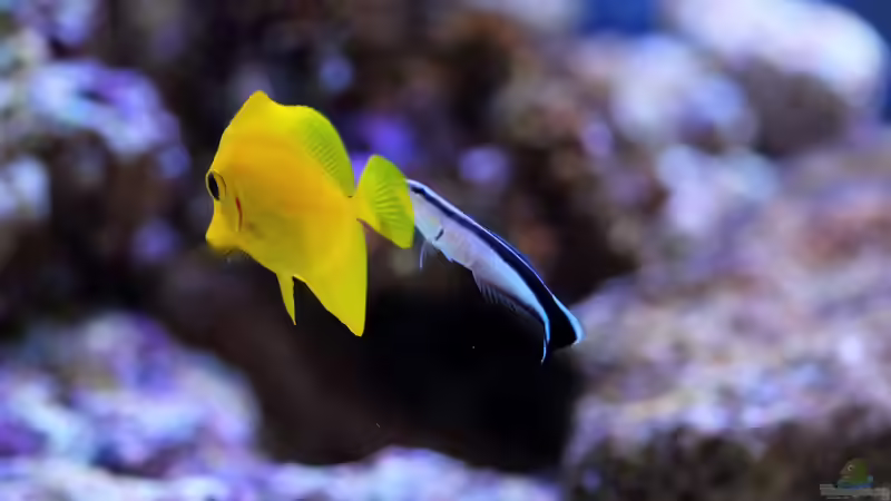 Zebrasoma flavescens - Zitronenflossen-Doktorfisch & Labroides dimidiatus - (Gemeiner) Putzerlippfisch von Micha (55)