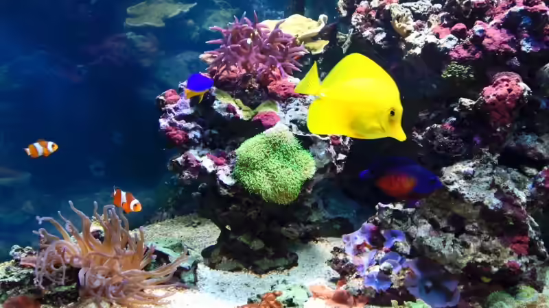 Aquarien mit Zebrasoma flavescens (Hawaii Doktorfisch)