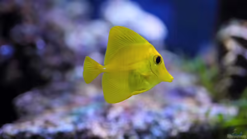 Zebrasoma flavescens - Zitronenflossen-Doktorfisch von Micha (52)