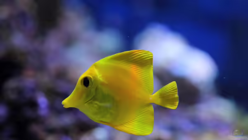 Zebrasoma flavescens - Zitronenflossen-Doktorfisch von Micha (54)