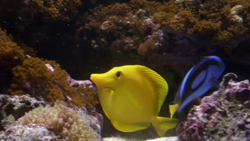 Zebrasoma flavescens mit Paracanthurus hepatus von EX-MALAWI (14)