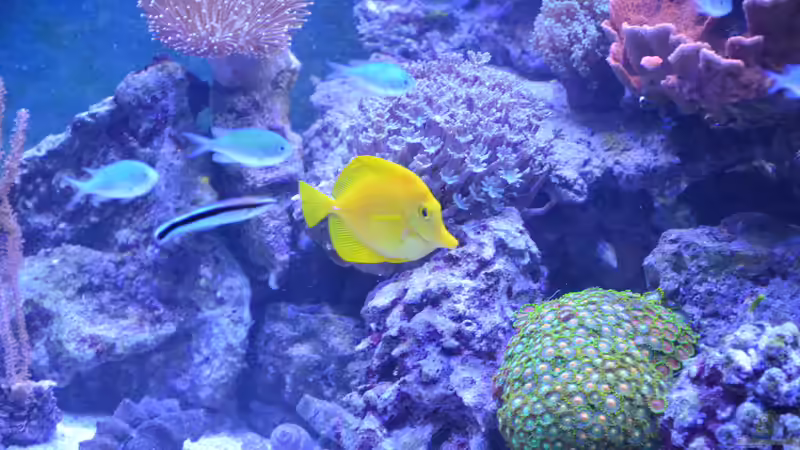 Zebrasoma flavescens von Wolfgang K. (42)