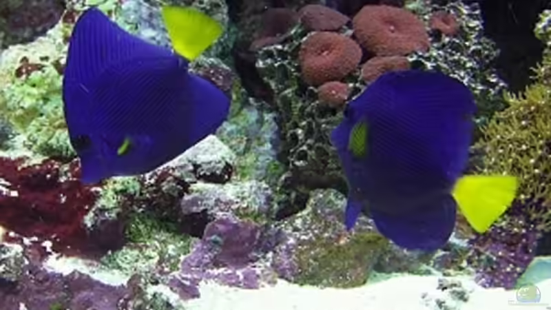 Zebrasoma Xanthurum von Petra Kallmeyer (17)