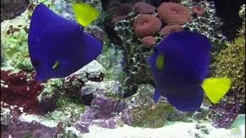 Aquarien mit Zebrasoma xanthurus (Rotmeer Doktorfisch)