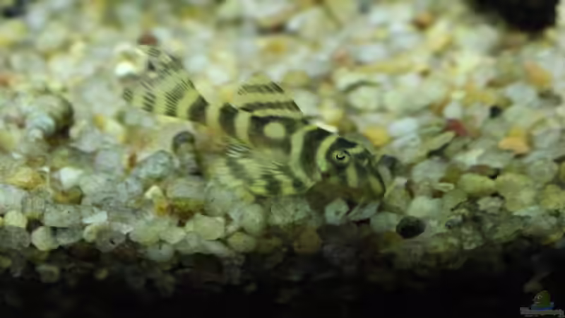 Zebrawels von Ottche (171)