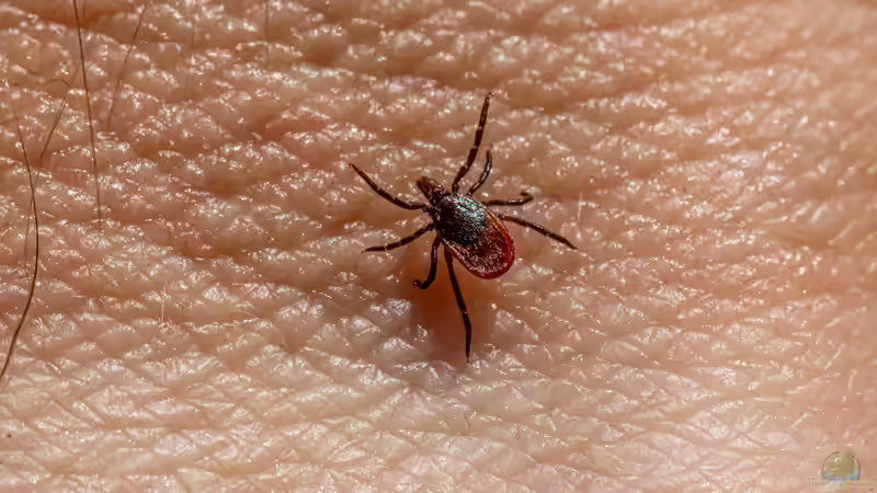 Zecken im Garten: Was gegen sie hilft