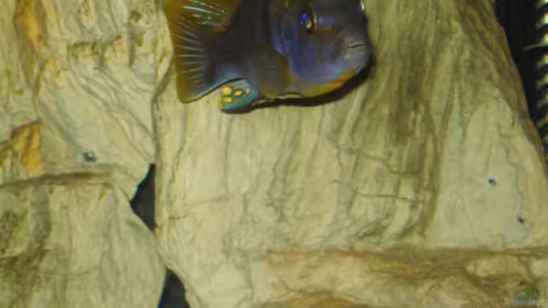 zeig mal die Zähne! von Sebastian O. (45)