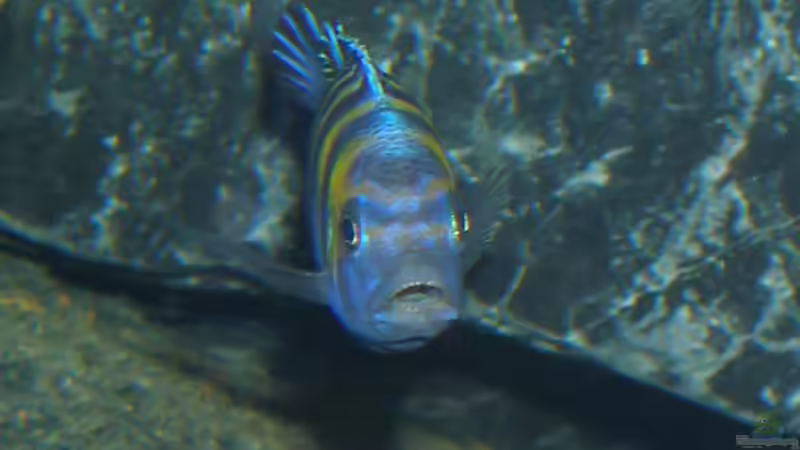 Zeig mir deine Zähne ;-))) von bossie1704 (91)