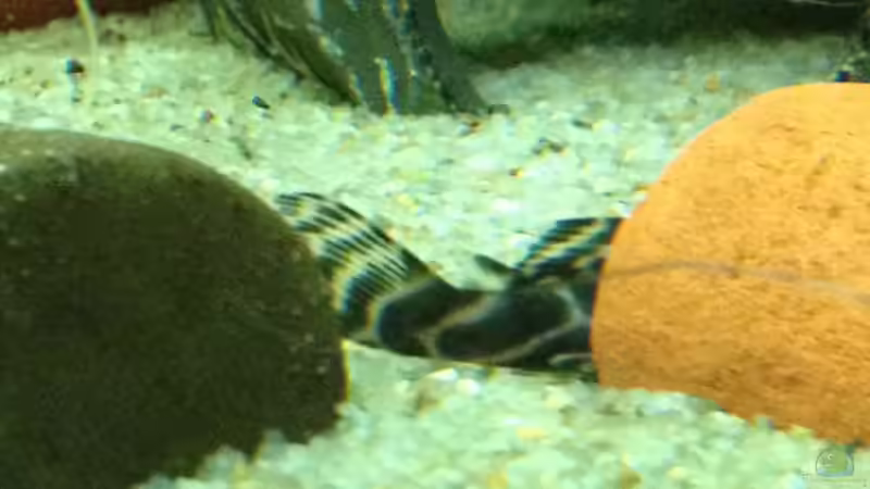 zeigen mir noch immer die Kehrseite von Thomas S-H (20)