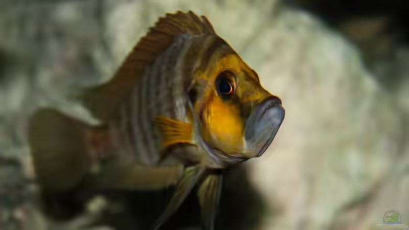 Zeigt auch Zähne von Koehler (52)