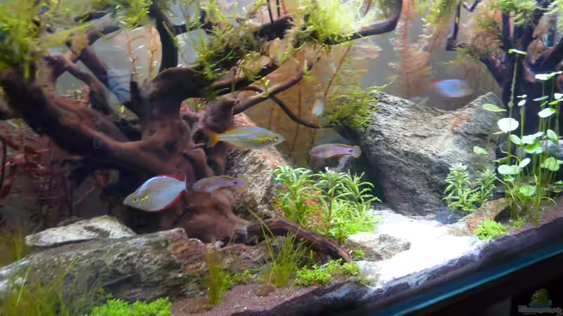 zeitweise hält sich ein leichter Algenflaum von Moosbarbe (4)