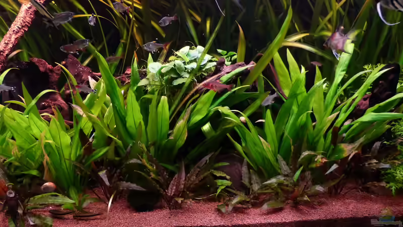 Zellophan-Schwertpflanze - Echinodorus berteroi von Dieter (18)