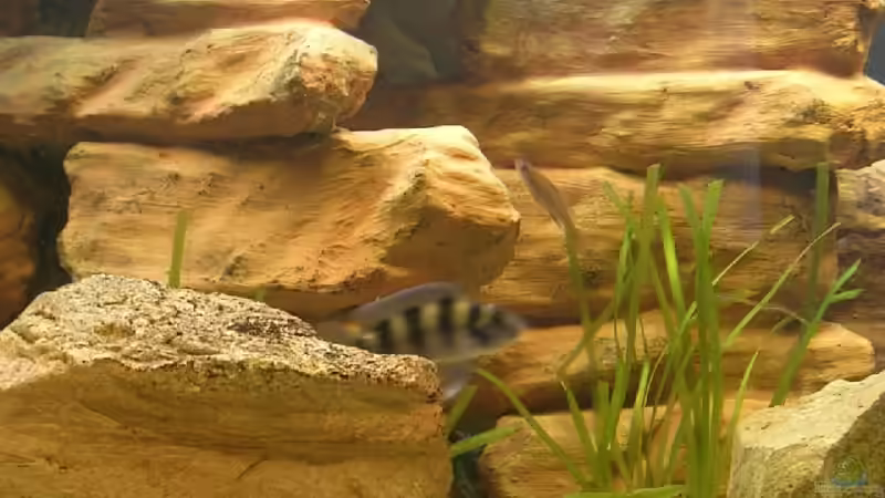 Zementklippen von Mikolas Rost (8)