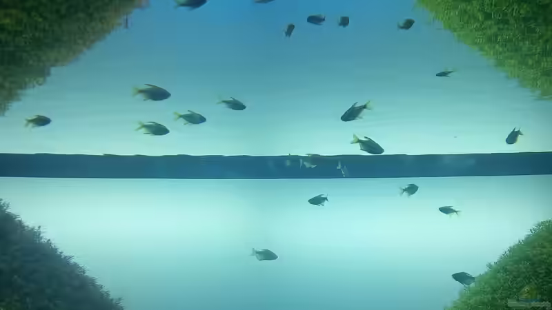 Zen-Ästhetik à la Amano: Die Kunst der Ruhe im Aquascaping