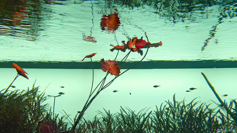 Zen-Ästhetik à la Amano: Die Kunst der Ruhe im Aquascaping