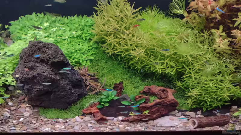 zentraler Abschnitt v. 11.02.2024 von C-NA (19)