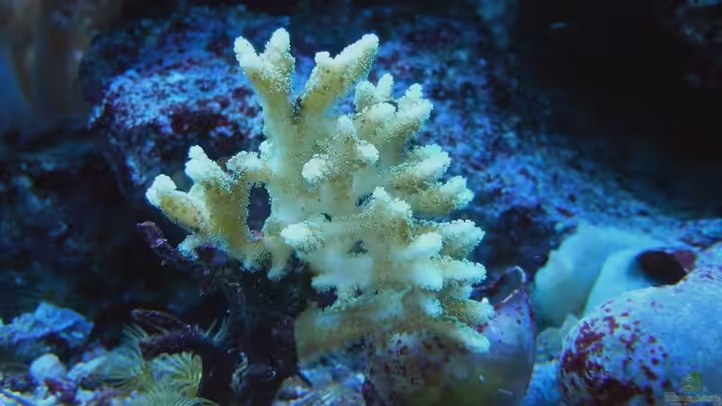 Zeolith Methode im Test