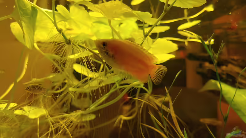 Zeus- Goldener Honiggurami von Juno (20)